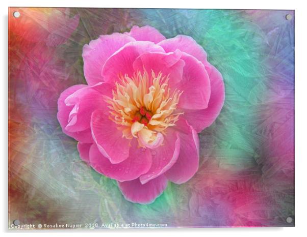 Chinese peony with texture Acrylic by Rosaline Napier