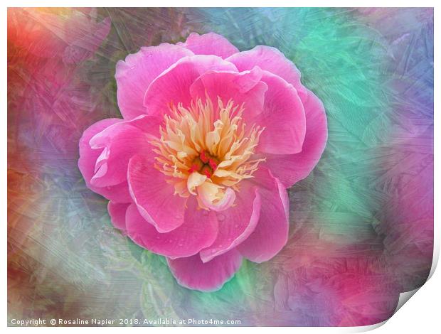 Chinese peony with texture Print by Rosaline Napier