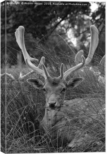 Majestic young stag in the shadows Canvas Print by Andrew Heaps
