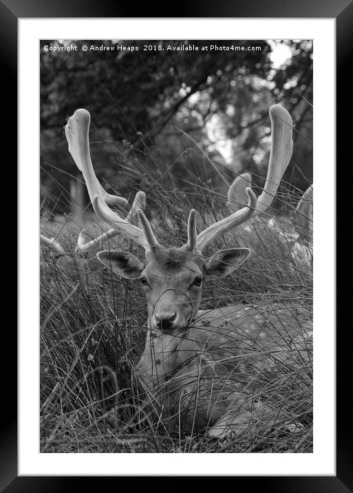 Majestic young stag in the shadows Framed Mounted Print by Andrew Heaps