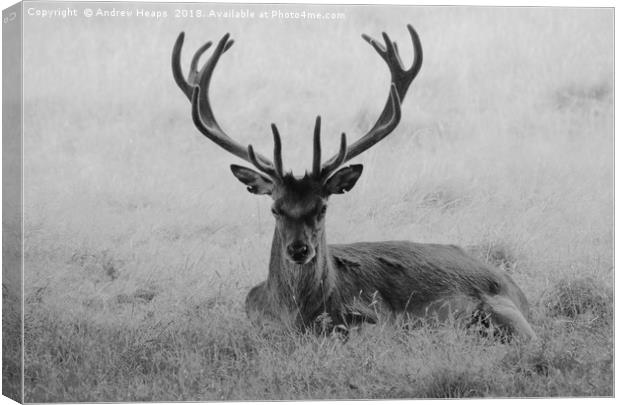 Lonely red stag in long grass Canvas Print by Andrew Heaps