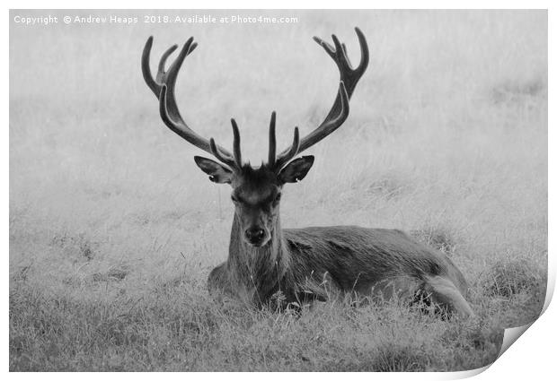 Lonely red stag in long grass Print by Andrew Heaps