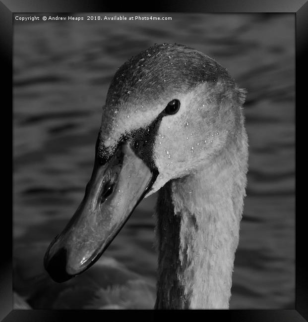 Black & White swan  Framed Print by Andrew Heaps