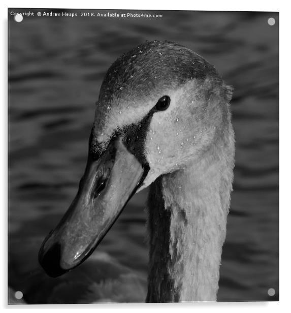 Black & White swan  Acrylic by Andrew Heaps