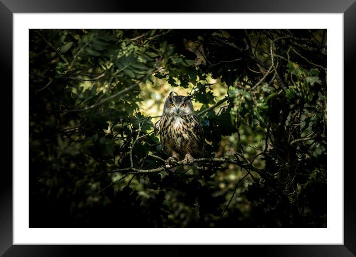 Secret Of Nimh (Eagle Owl Portrait) Framed Mounted Print by Drew Davies