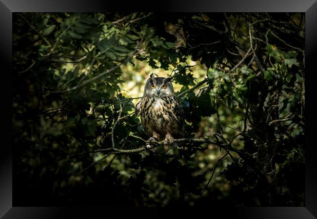 Secret Of Nimh (Eagle Owl Portrait) Framed Print by Drew Davies