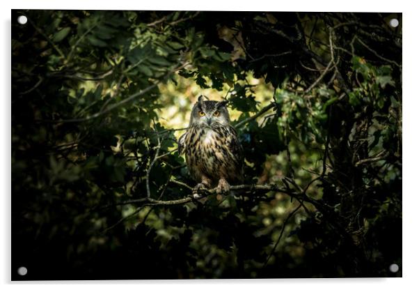 Secret Of Nimh (Eagle Owl Portrait) Acrylic by Drew Davies