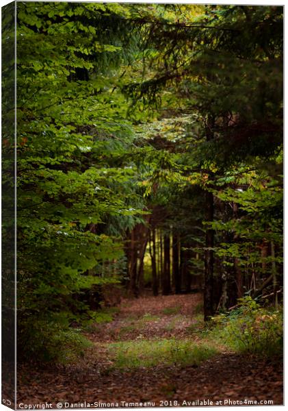 Forest alley with fallen leaves Canvas Print by Daniela Simona Temneanu