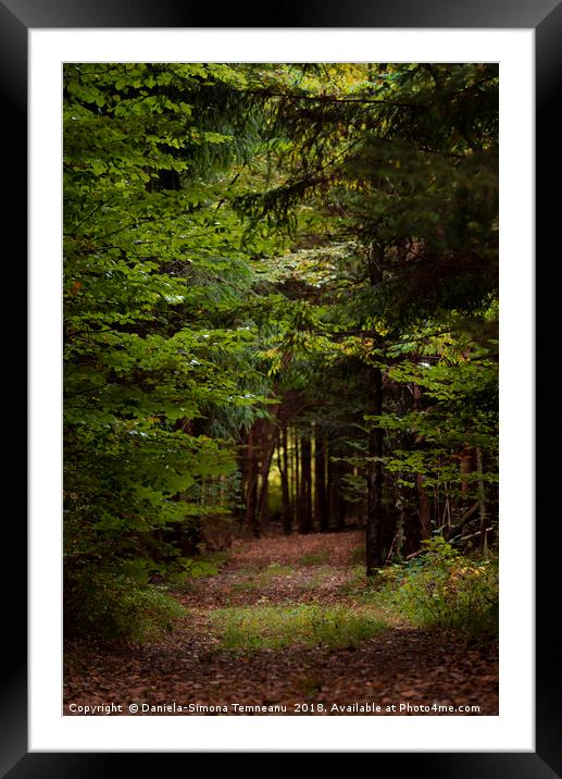 Forest alley with fallen leaves Framed Mounted Print by Daniela Simona Temneanu