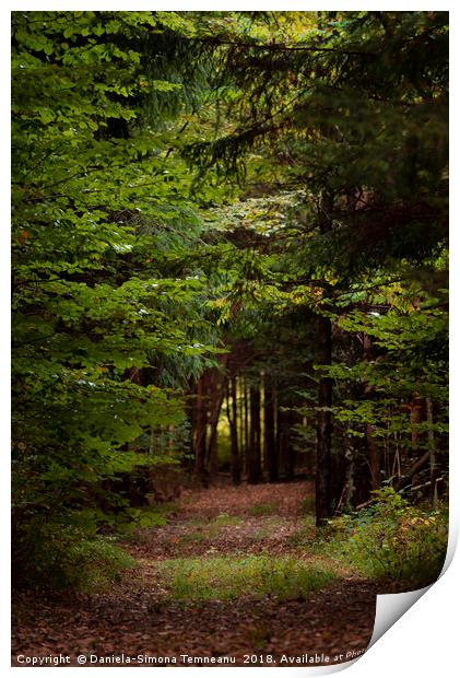 Forest alley with fallen leaves Print by Daniela Simona Temneanu
