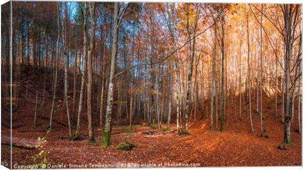 Colorful panorama of an autumn forest Canvas Print by Daniela Simona Temneanu