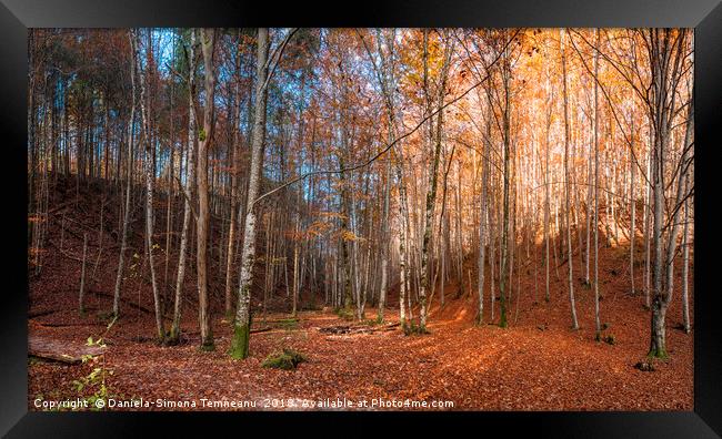 Colorful panorama of an autumn forest Framed Print by Daniela Simona Temneanu
