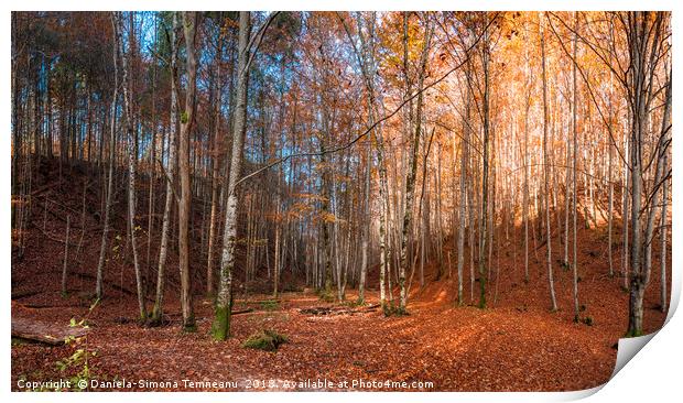 Colorful panorama of an autumn forest Print by Daniela Simona Temneanu