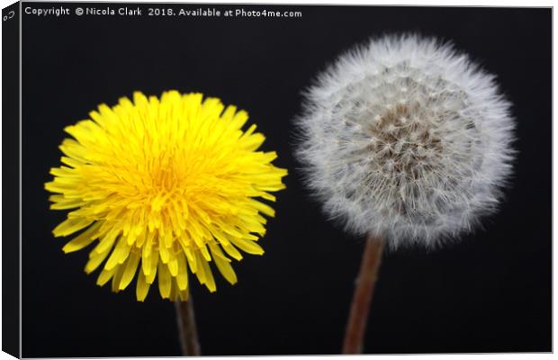 Dandelions Timeless Life Cycle Canvas Print by Nicola Clark