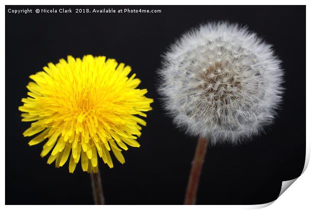 Dandelions Timeless Life Cycle Print by Nicola Clark