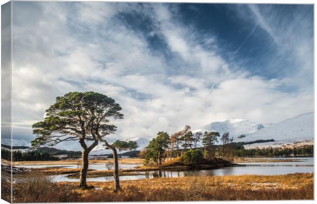 Scots Pine Trees at Loch Tulla Canvas Print by George Robertson