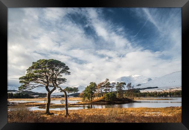 Scots Pine Trees at Loch Tulla Framed Print by George Robertson