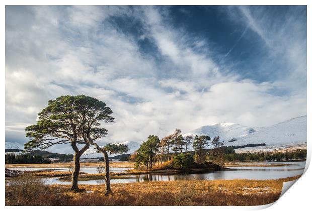 Scots Pine Trees at Loch Tulla Print by George Robertson