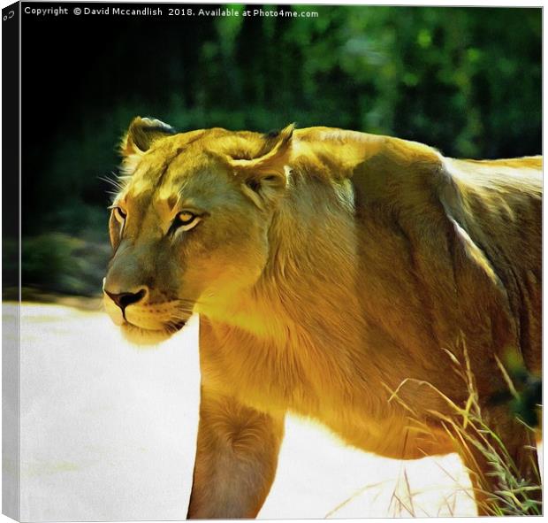 Lioness on the Prowl Canvas Print by David Mccandlish