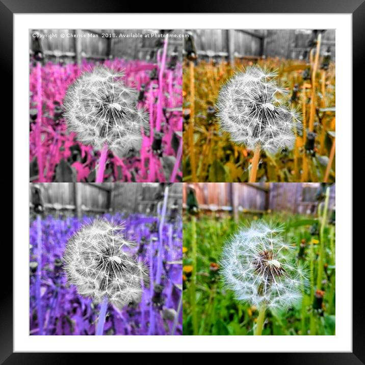 Ripe dandelion flower framed photo print Framed Mounted Print by Cherise Man