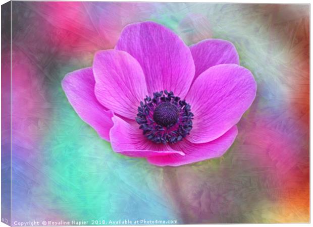 Pink anemone with texture Canvas Print by Rosaline Napier