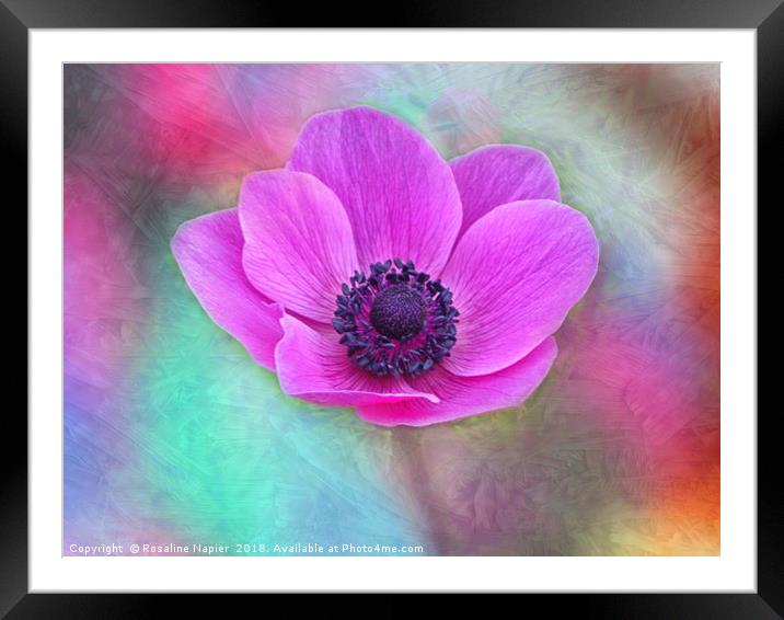Pink anemone with texture Framed Mounted Print by Rosaline Napier