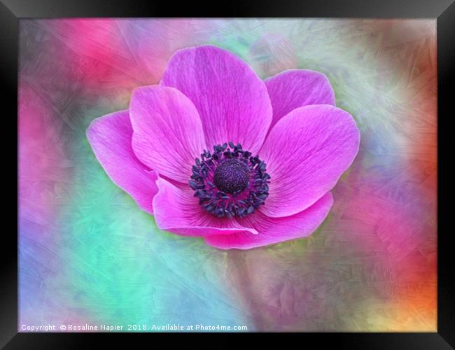 Pink anemone with texture Framed Print by Rosaline Napier