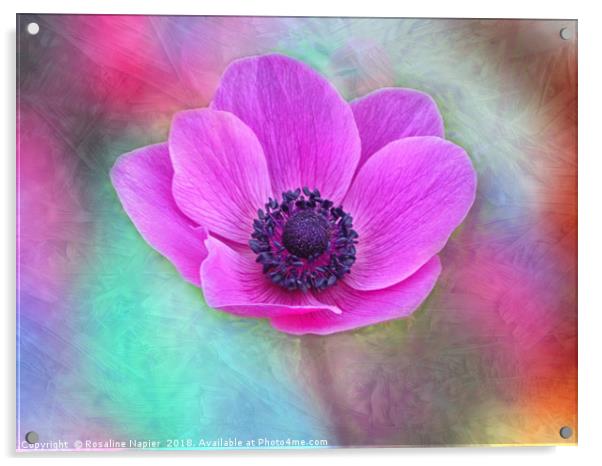 Pink anemone with texture Acrylic by Rosaline Napier