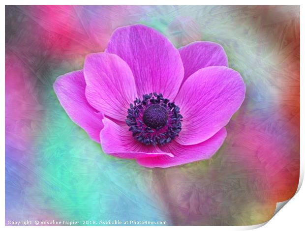 Pink anemone with texture Print by Rosaline Napier