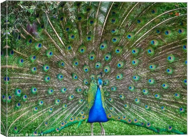 Peacock in the gardens of La Mirage, Ecuador Canvas Print by yvonne & paul carroll