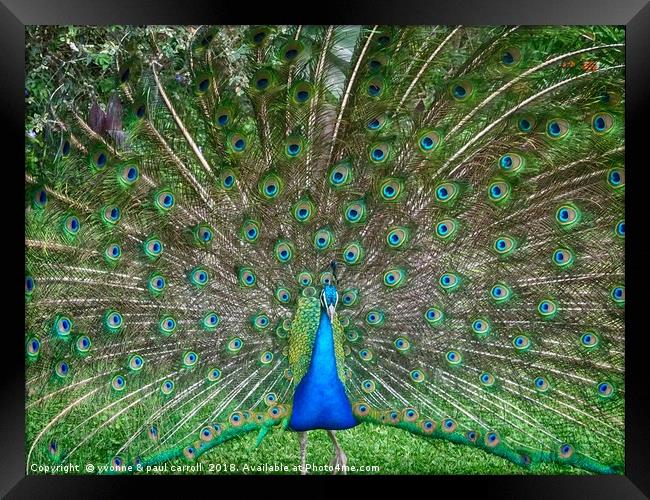Peacock in the gardens of La Mirage, Ecuador Framed Print by yvonne & paul carroll