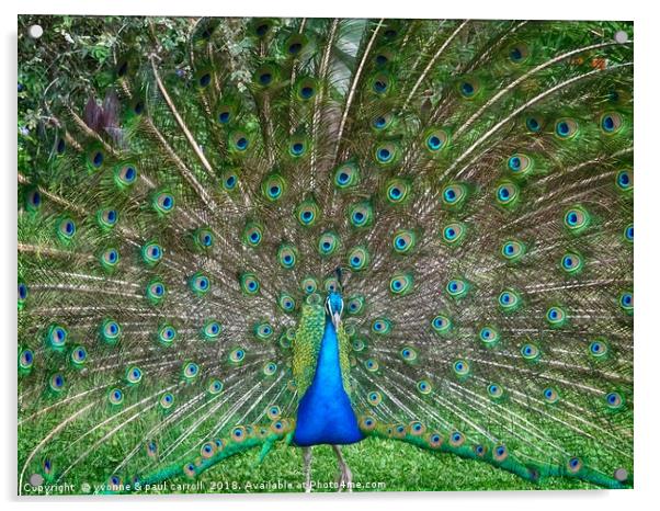 Peacock in the gardens of La Mirage, Ecuador Acrylic by yvonne & paul carroll
