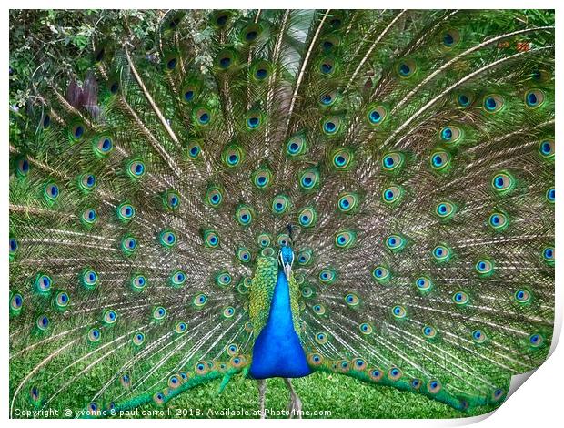 Peacock in the gardens of La Mirage, Ecuador Print by yvonne & paul carroll
