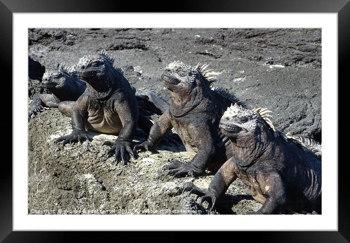 Galapagos marine iguanas sunning themselves Framed Mounted Print by yvonne & paul carroll