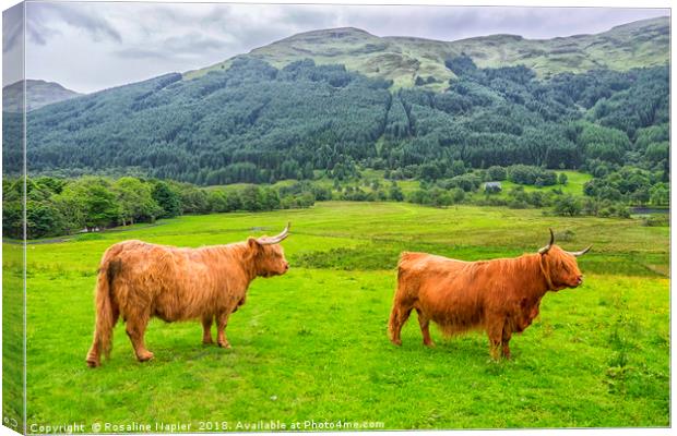 Pair of Scottish Highland Cattle  Canvas Print by Rosaline Napier