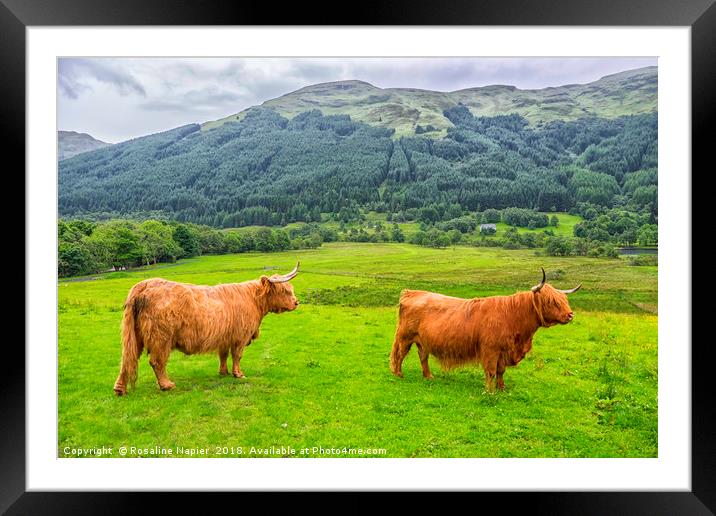 Pair of Scottish Highland Cattle  Framed Mounted Print by Rosaline Napier