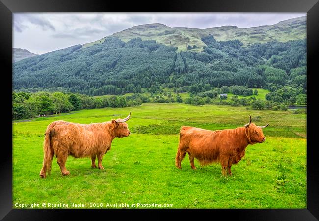 Pair of Scottish Highland Cattle  Framed Print by Rosaline Napier