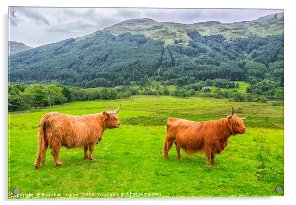 Pair of Scottish Highland Cattle  Acrylic by Rosaline Napier