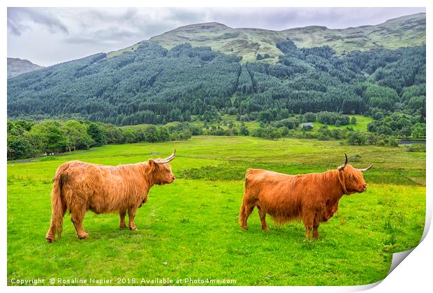 Pair of Scottish Highland Cattle  Print by Rosaline Napier