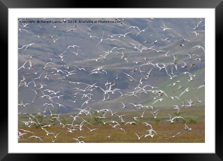 Flock of arctic stern in Iceland, Sterna paradisae Framed Mounted Print by Florent Lacroute
