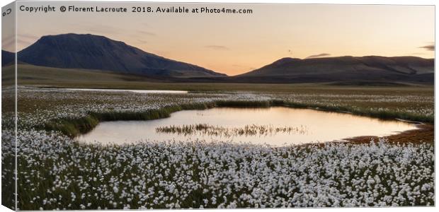 sunset in Iceland with cotton grass, lake and moun Canvas Print by Florent Lacroute