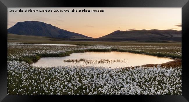 sunset in Iceland with cotton grass, lake and moun Framed Print by Florent Lacroute