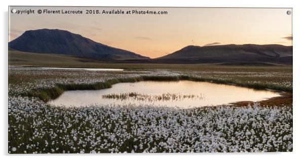 sunset in Iceland with cotton grass, lake and moun Acrylic by Florent Lacroute