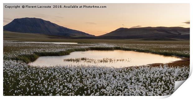 sunset in Iceland with cotton grass, lake and moun Print by Florent Lacroute