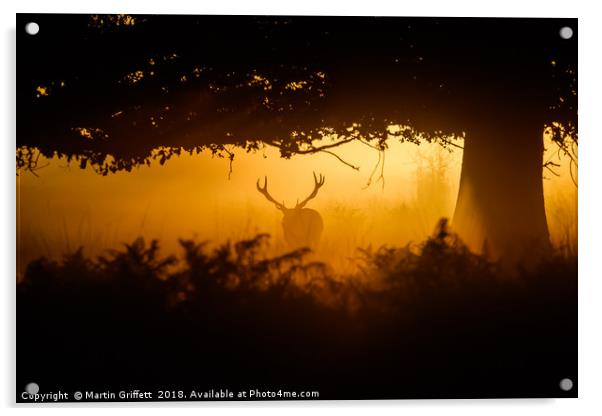 Richmond Park at Sunrise Acrylic by Martin Griffett