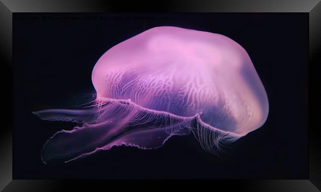 Neon Pink Jellyfish Framed Print by Karen Magee