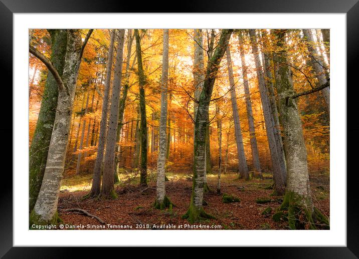 Autumn forest with sun and shadows Framed Mounted Print by Daniela Simona Temneanu