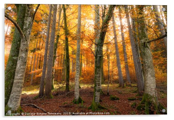 Autumn forest with sun and shadows Acrylic by Daniela Simona Temneanu