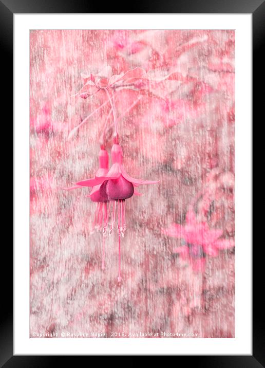 Pink Fuchsia Framed Mounted Print by Rosaline Napier