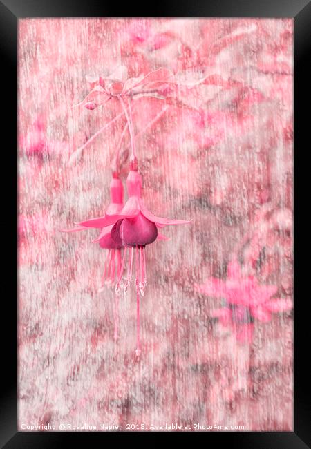 Pink Fuchsia Framed Print by Rosaline Napier